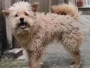 Cachorro raça Poodle com viralata  idade 6 ou mais anos nome Fred 