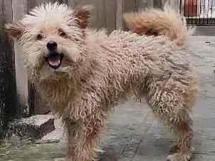 Cachorro ra a Poodle com viralata  idade 6 ou mais anos nome Fred 