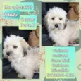 Peludin
