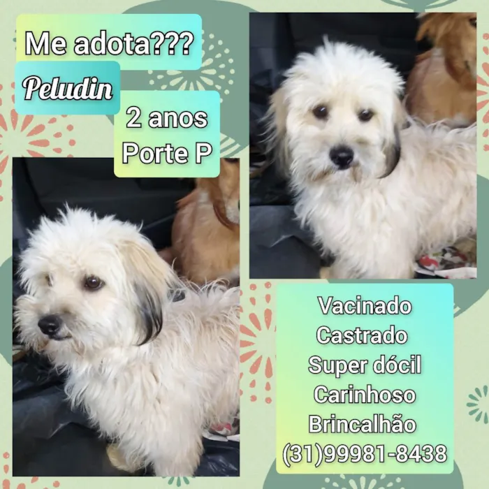 Cachorro raça SRD idade 2 anos nome Peludin