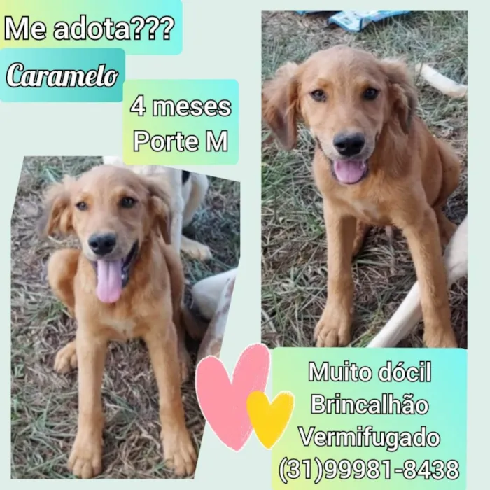 Cachorro raça SRD idade 2 a 6 meses nome Caramelo