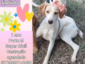 Cachorro raça SRD idade 1 ano nome Lindinha