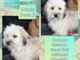 Peludin