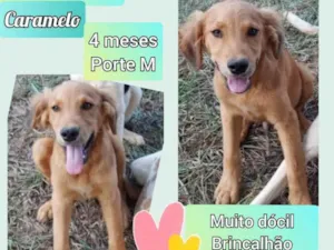 Cachorro raça SRD idade 2 a 6 meses nome Caramelo