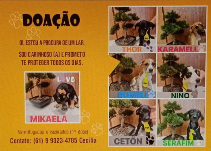 Cachorro ra a Sem raça definida idade 2 a 6 meses nome Todos os filhotes