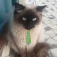Floquinho 