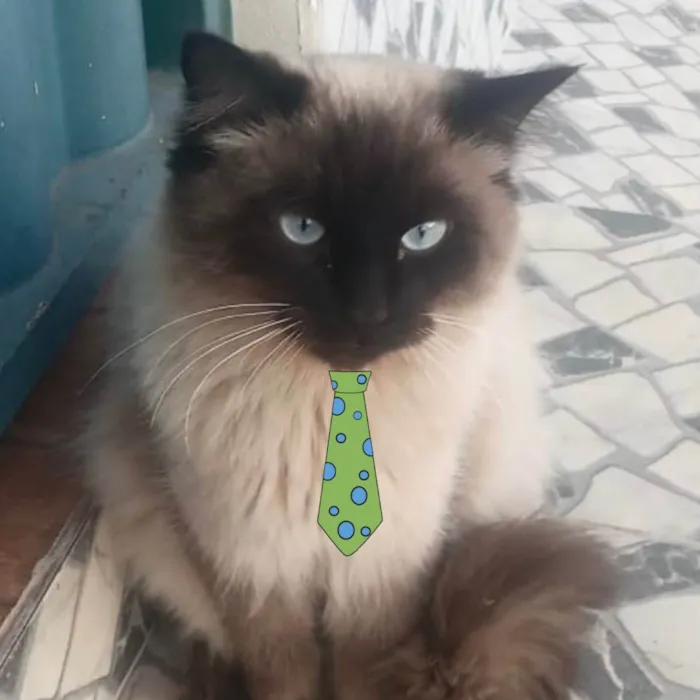 Gato ra a Mestiço  idade 7 a 11 meses nome Floquinho 