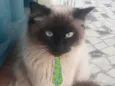 Floquinho 