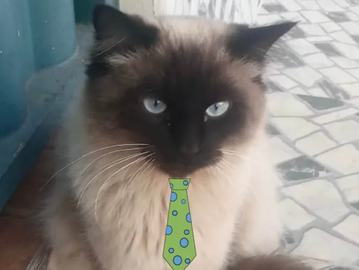 Gato ra a Mestiço  idade 7 a 11 meses nome Floquinho 