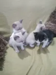 Gato