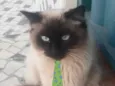Floquinho 