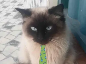 Gato raça Mestiço  idade 7 a 11 meses nome Floquinho 