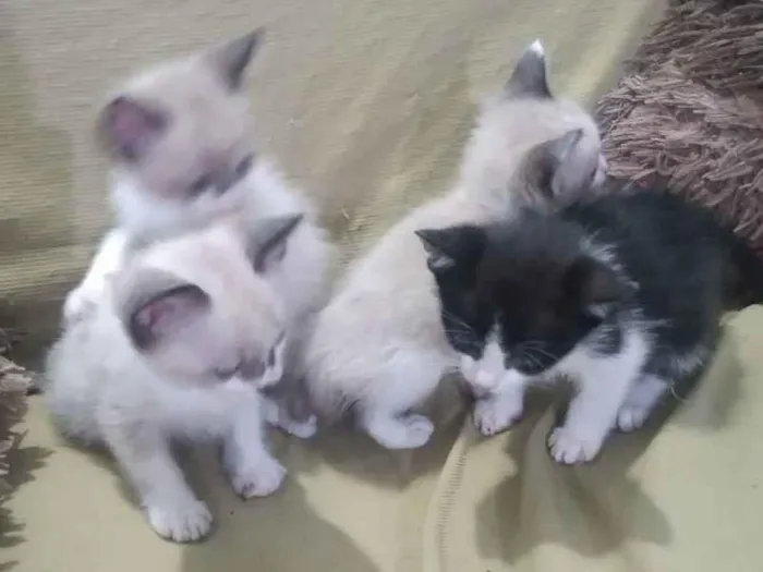 Gato ra a  idade Abaixo de 2 meses nome Gato