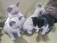 Gato