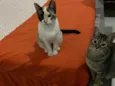 Amora/Ariel