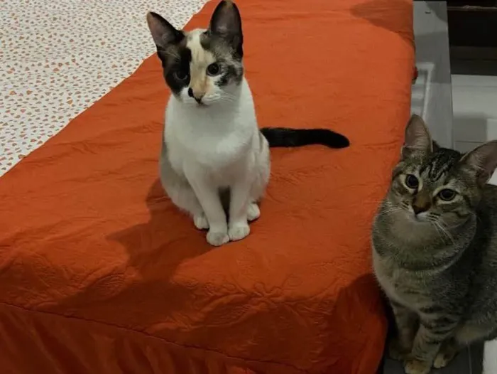 Gato raça Não sei  idade 2 a 6 meses nome Amora/Ariel
