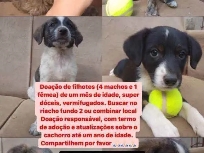 Cachorro ra a Vira lata  idade Abaixo de 2 meses nome Escolher 