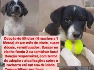 Cachorro raça Vira lata  idade Abaixo de 2 meses nome Escolher 