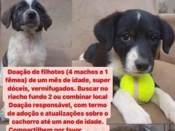 Cachorro ra a Vira lata  idade Abaixo de 2 meses nome Escolher 