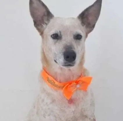 Cachorro raça SRD idade 1 ano nome MONA