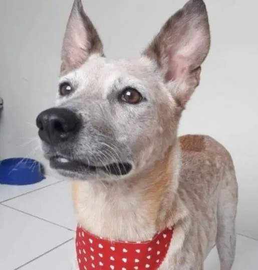 Cachorro raça SRD idade 1 ano nome MONA