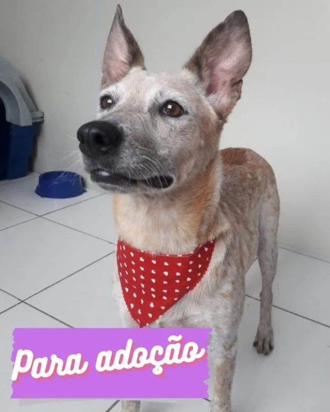 Cachorro raça SRD idade 1 ano nome MONA