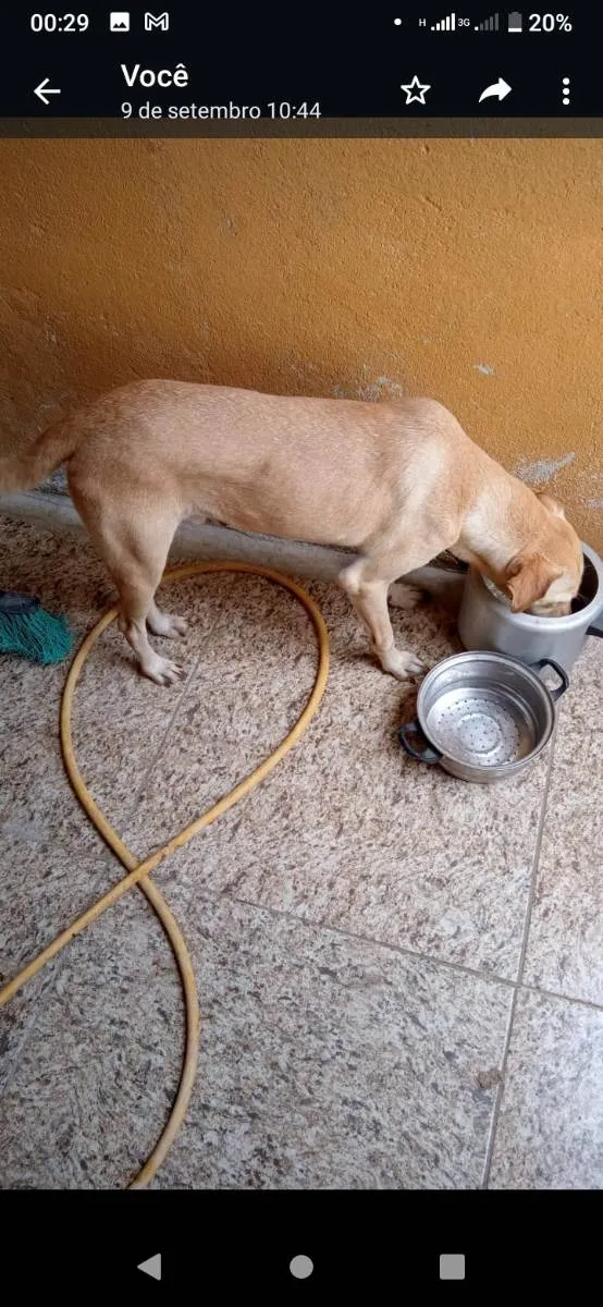 Cachorro ra a Vira lata  idade 3 anos nome Caramelo 