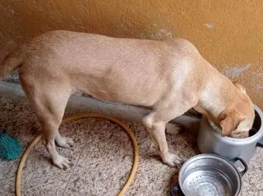 Cachorro ra a Vira lata  idade 3 anos nome Caramelo 