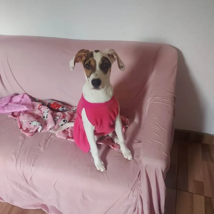 Cachorro ra a Srd idade 2 a 6 meses nome Maya