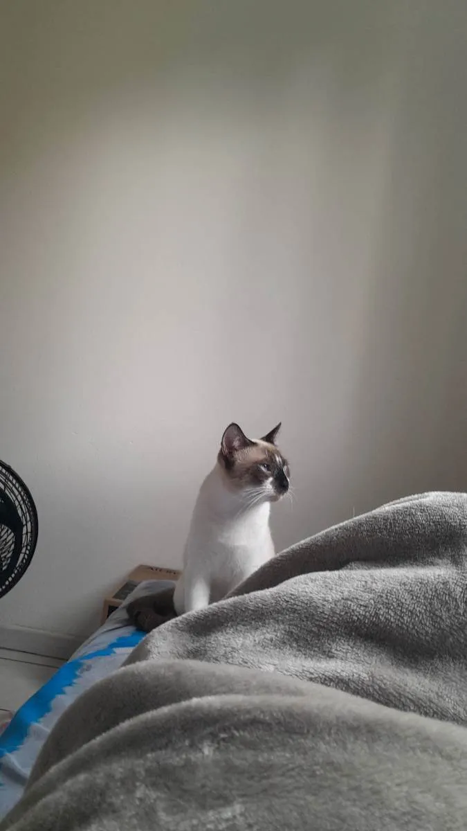 Gato raça Siamês idade 7 a 11 meses nome Jack
