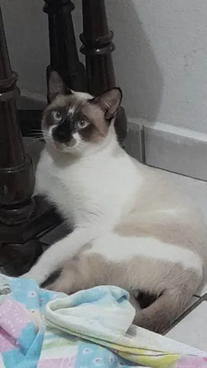 Gato raça Siamês idade 7 a 11 meses nome Jack