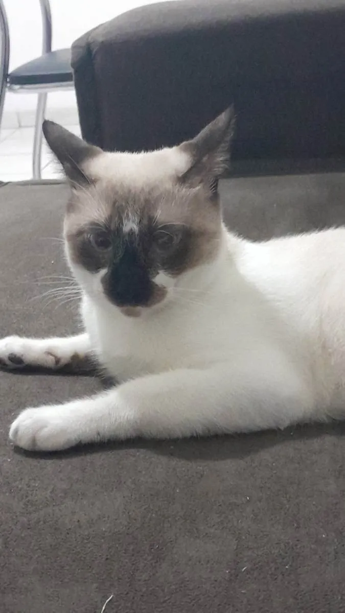 Gato raça Siamês idade 7 a 11 meses nome Jack
