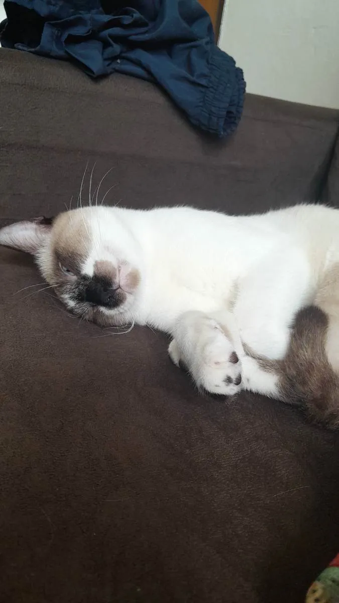 Gato raça Siamês idade 7 a 11 meses nome Jack