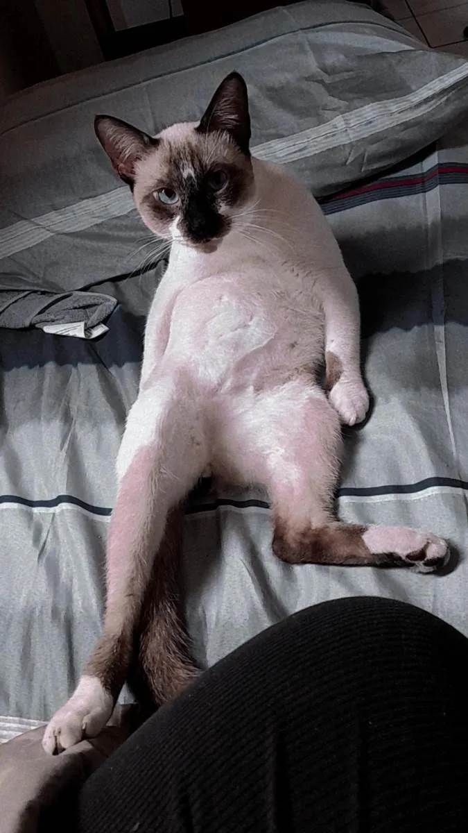 Gato raça Siamês idade 7 a 11 meses nome Jack
