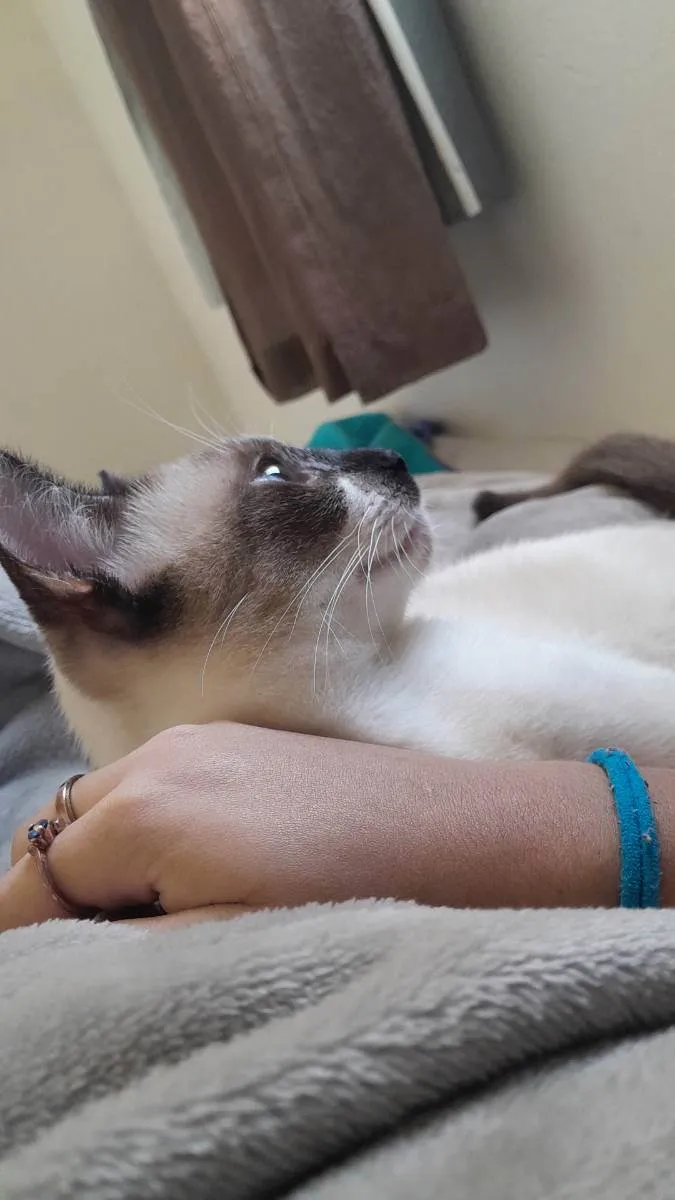 Gato raça Siamês idade 7 a 11 meses nome Jack