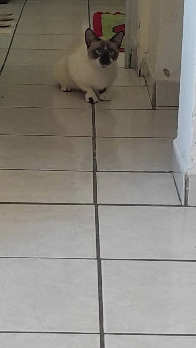 Gato raça Siamês idade 7 a 11 meses nome Jack