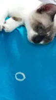 Jack
