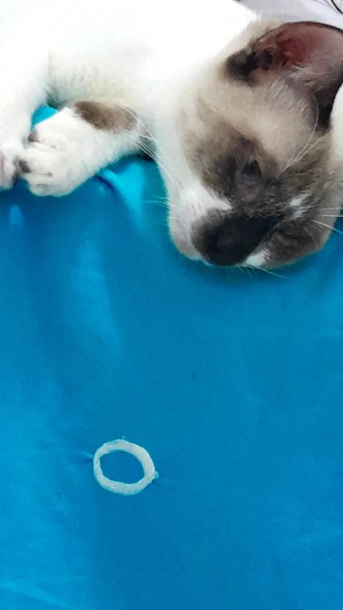 Gato raça Siamês idade 7 a 11 meses nome Jack