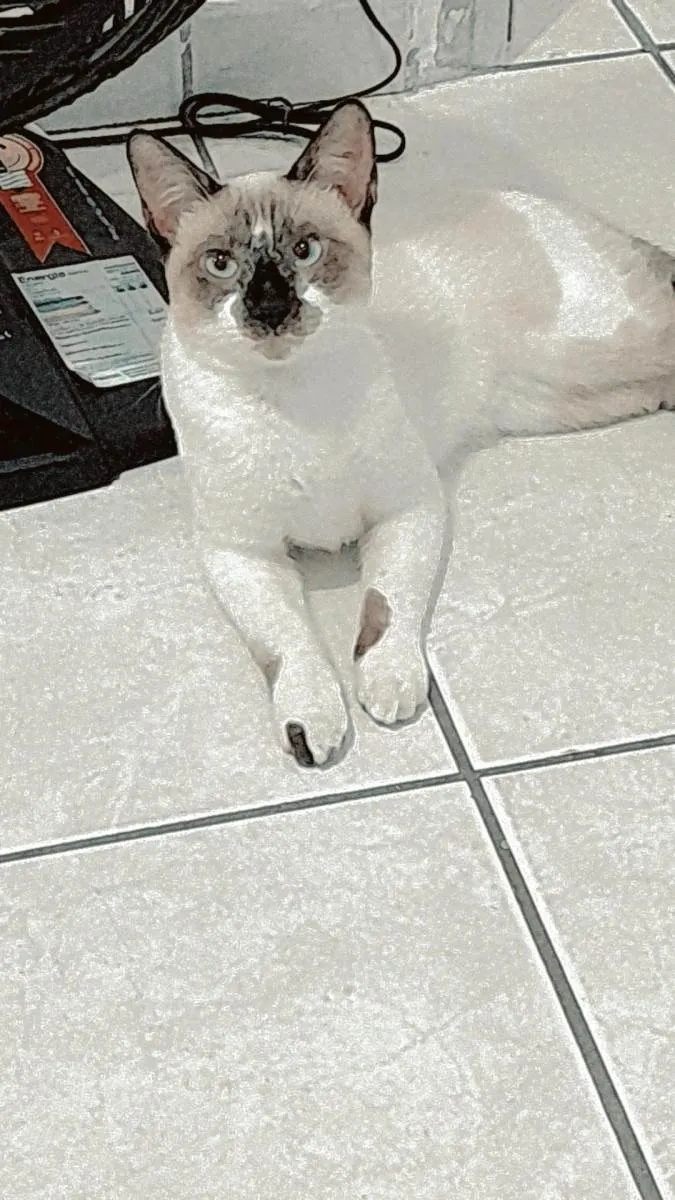 Gato raça Siamês idade 7 a 11 meses nome Jack