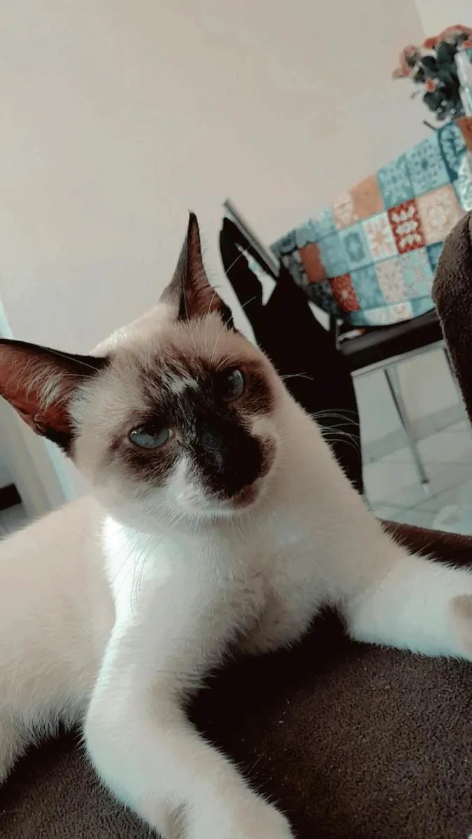 Gato raça Siamês idade 7 a 11 meses nome Jack