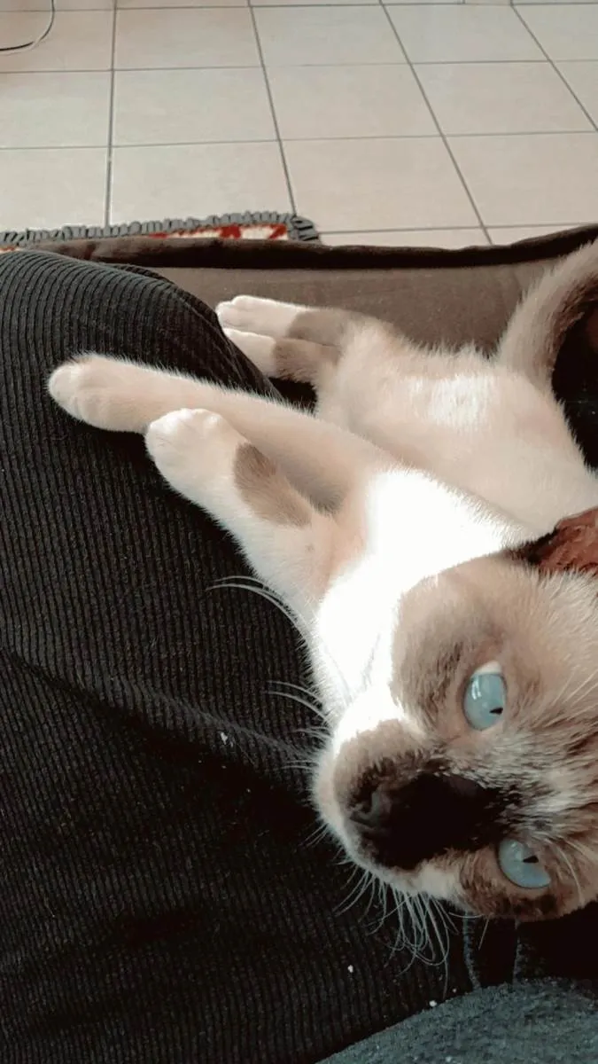 Gato raça Siamês idade 7 a 11 meses nome Jack