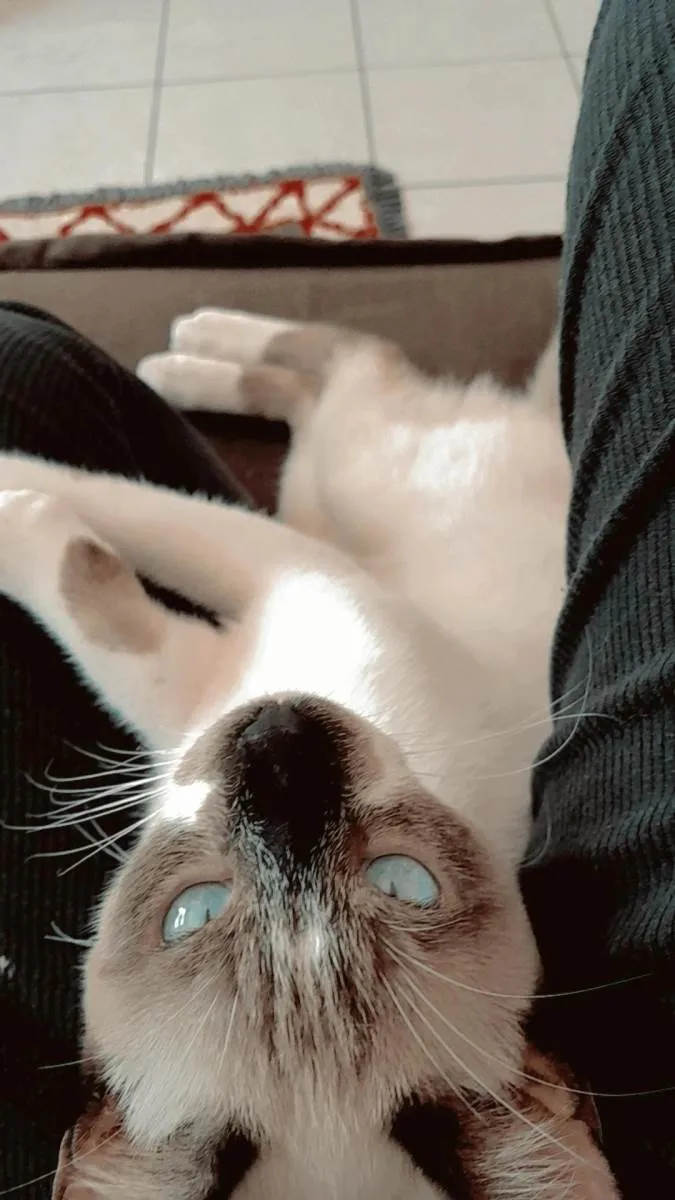 Gato raça Siamês idade 7 a 11 meses nome Jack