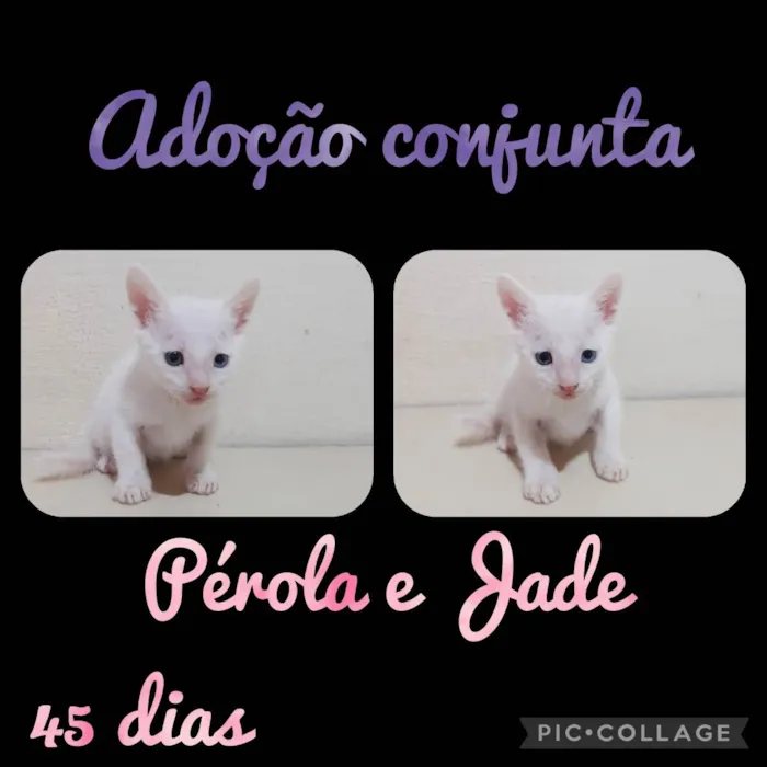 Gato raça  idade Abaixo de 2 meses nome Jade e Pérola