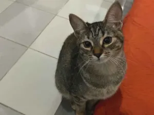 Gato raça Não sei  idade 2 a 6 meses nome Amora/Ariel