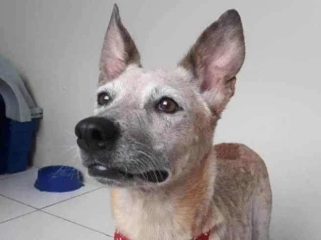 Cachorro raça SRD idade 1 ano nome MONA