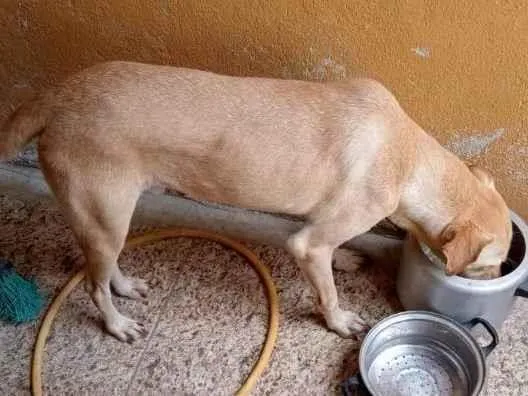 Cachorro ra a Vira lata  idade 3 anos nome Caramelo 