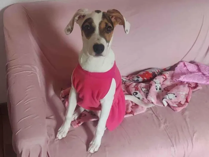 Cachorro ra a Srd idade 2 a 6 meses nome Maya