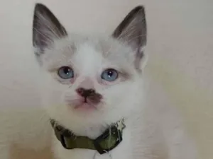 Gato raça  idade Abaixo de 2 meses nome Shoyu