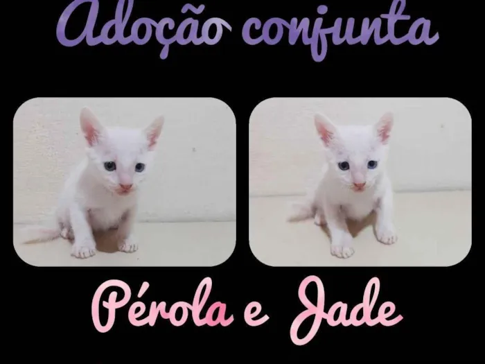 Gato raça  idade Abaixo de 2 meses nome Jade e Pérola