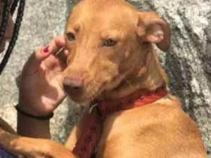 Cachorro raça Ração misturada  idade 1 ano nome Estrela